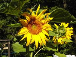 bright yellow Sunflowers in Garden