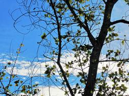 Bare Tree Branches