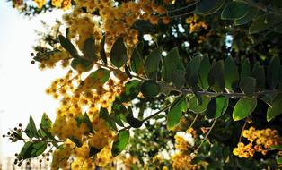 Acacia Tree Bloom Leaves