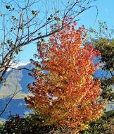 Autumn Tree Leaves