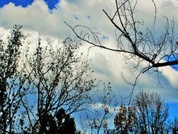 Bare Trees Branches