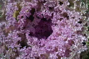 Leaves Cabbage