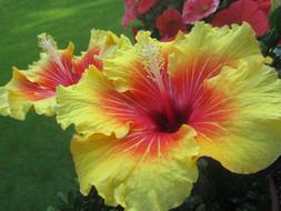 Close-up of the beautiful and colorful hibiscus flowers, in shadow, near the green grass