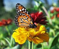 Butterfly Flowers