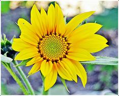 Sunflower Flowers