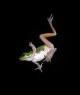 Tree Frog Jump Falling