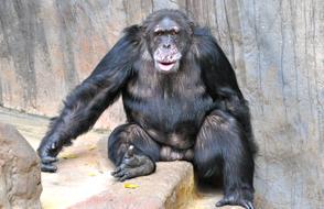 Monkey Chimpanzee