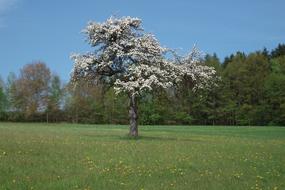 Apple Tree blooming on meadow