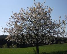 Cherry Tree in bloom at Spring evening