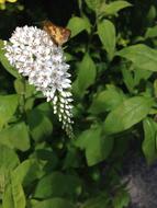 Butterfly Gooseneck Loosestrife flowers