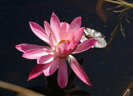 Waterlily Lily pink