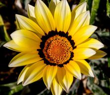 yellow gazania in the garden close-up on blurred background
