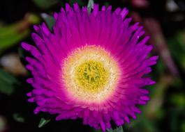 Close-up of the beautiful, purple and yellow pigface flower in Queensland, Australia