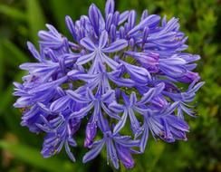 Agapanthus Flower blue
