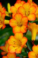 Rhododendron Vireya Flowers in garden