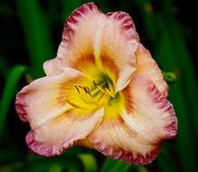 Day lily, pink Flower close up