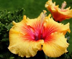 Hibiscus Mallow Flowers