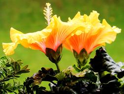 Hibiscus Mallow Flowers