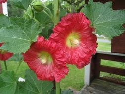 Hollyhocks Red Flowers