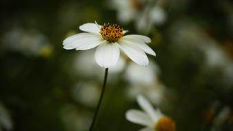 macro picture of White Daisy Flower