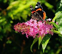 Butterfly Admiral on a pink inflorescence close-up on a blurred background