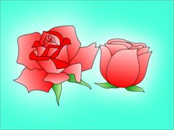 rose flower pink beautiful design drawing