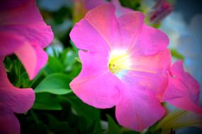 pink petunia flowers close up on blurred background