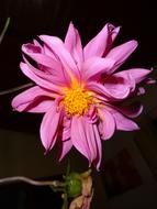 open purple flower of dahlia at sunlight