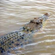 aligator in a muddy river