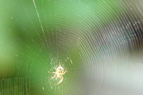 Cobweb Spider Web