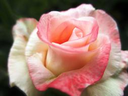 romantic Rose Flowers Pink