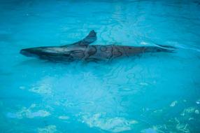 Foka Aquarium Sea ââLion