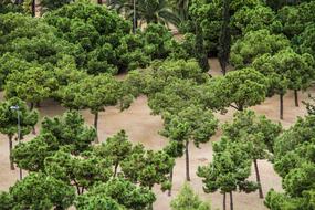 Green Trees in Park