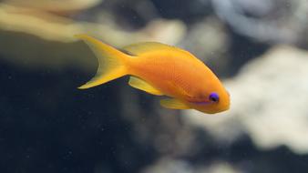 Fish Orange Purple