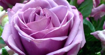 purple rose on a bush close-up