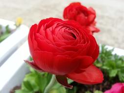 Beautiful red Flowers in garden