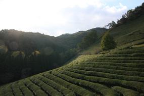 Tea Scenery Green Plantation