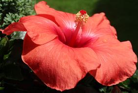 Hibiscus Mallow Blossom garden