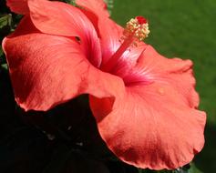 Hibiscus Mallow Blossom red