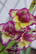photo of Orchid Purple Flowers