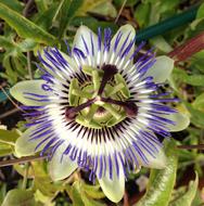 Passionflower white purple