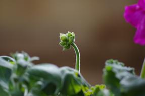 Bud Geranium Flora garden