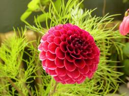 Dahlia Red green Petal