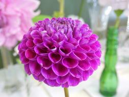 round Dahlia Purple Flower