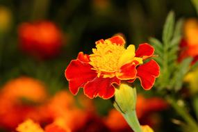 Close-up of the beautiful, red, orange and yellow marigold flowers in summer