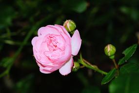 romantic Rose Flower green leaf