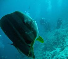 Platax Fish Batfish Immersion macro
