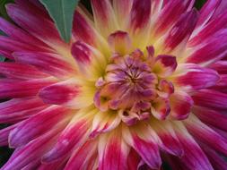 Chrysanthemum Pink Closeup pink yellow