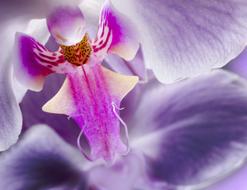 Orchid Flower Purple Close up