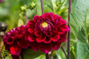 Dahlias Flowers Red